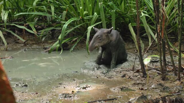 Wild Baird tapir walks through shallow muddy swamp water surrounded by lush green tropical vegetation. Endangered mammal forages in natural wetland habitat with dense foliage and mangrove roots.