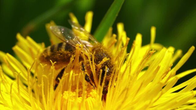 Extreme macro of pollen covered honey bee feeding deep within dandelion flower head