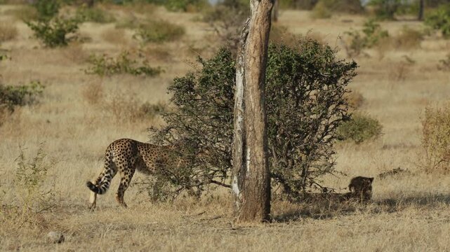 Playful cheetah cub stands upright against a tree, stretching before suddenly getting startled and leaping away in energetic burst of movement. Nearby, one sibling rests in the shade, one walking past