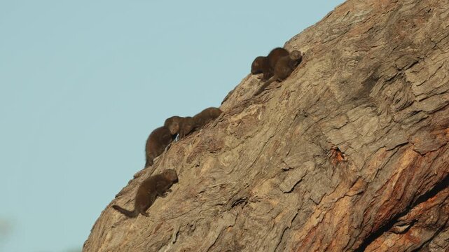 A group of dwarf mongooses relaxes together on a large tree branch, basking in the warm sunlight while young members of the group move among the adults.