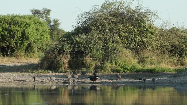An African fish eagle takes off from the water&rsquo;s edge, spreading its powerful wings into flight. The sudden movement startles a flock of helmeted guinea fowls, sending them running, Botswana.