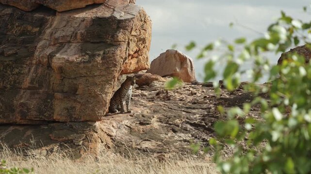 A leopard is sitting on a rocky outcrop scanning her surroundings on a windy day, Botswana wilderness.
