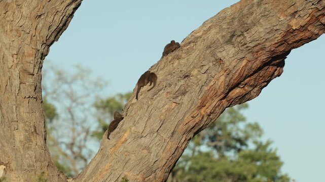 A group of dwarf mongooses relaxes together on a large tree branch, basking in the warm sunlight while young members of the group move among the adults.