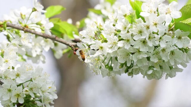 Honey bee moves between white blossom clusters on flowering spring tree branch