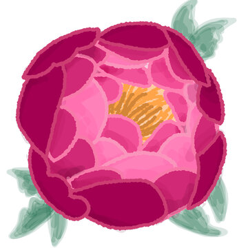 colorful Peone of Sharon flower illustration set