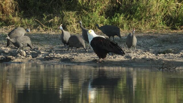 An African fish eagle standing at the water's edge when shaking its plumage and startles the flock of helmeted guinea fowls, causing them to run, Botswana wilderness.