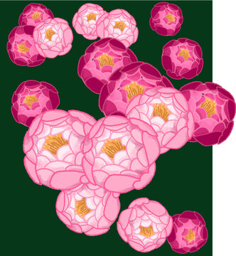 colorful Peone of Sharon flower illustration set