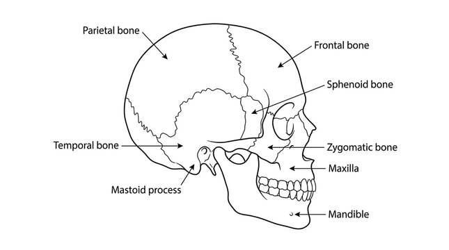 Outline of human skull anatomy side view