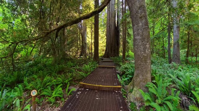 Elevated Root Systems Protected by Elevated Walkway