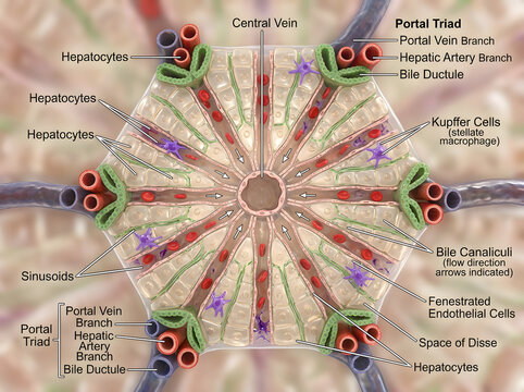 Microscopic anatomy of liver lobule showing portal triad and hepatocytes with hepatocyte
