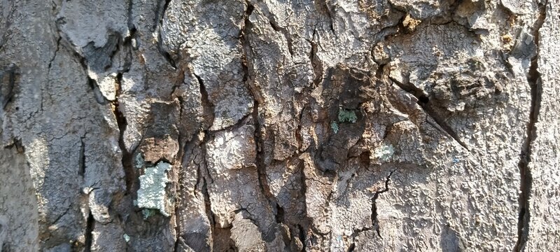 Macro shot of weathered timber plank showing rough surface details