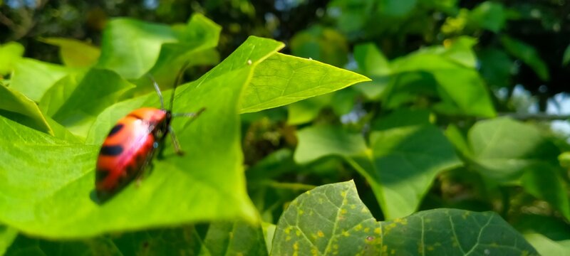 Stink bug Palomena prasina resting on a sunlit leaf in the backyard