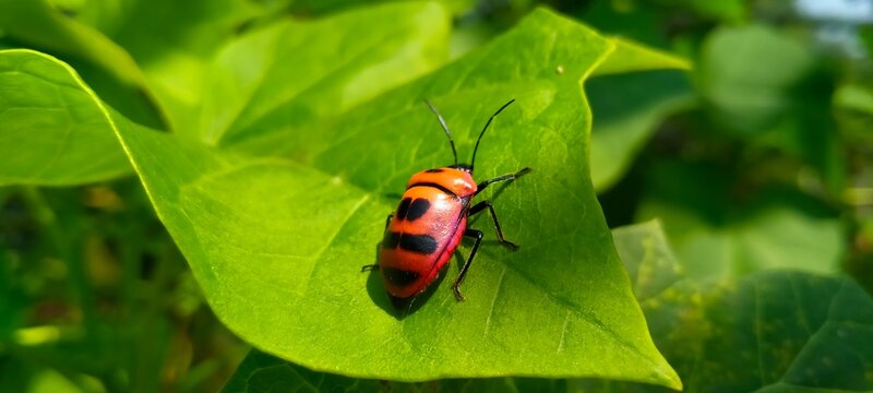 Macro shot of a green shield bug Palomena prasina on a wild flower