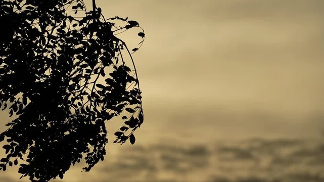 Close-up shot of tree branches and leaves swaying gently against a warm sunset overcast sky