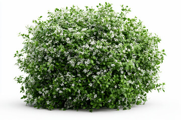 Obraz premium Lush, dense, overhead view of a vibrant green shrub with scattered tiny white floral accents on isolated white background.