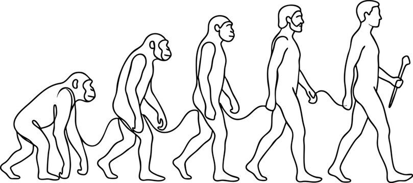 Human evolution timeline from ape to modern man minimalist line art illustration with evolution, development