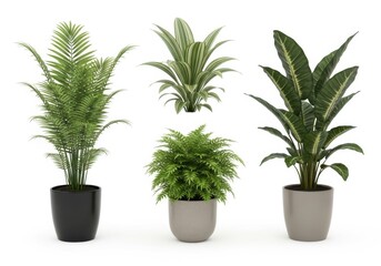 Fototapeta premium Three distinct potted houseplants showcasing varied foliage styles isolated on white background