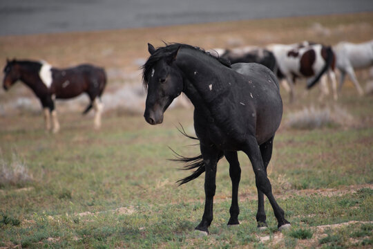 Black Onaqui equine striking a shy portrait pose