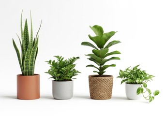 Fototapeta premium Four distinct potted indoor plants arranged in a row isolated on white background