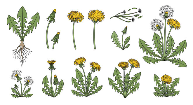 Detailed botanical illustration showing the different stages of a dandelion plant life cycle from yellow bloom to white seed head.