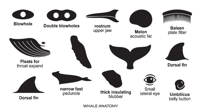 Whale anatomy detailed glyphs, blowhole, double blowholes, rostrum, melon, baleen, pleats for throat expand.