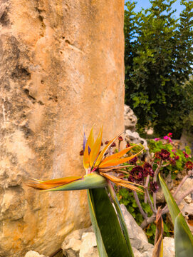 Bird of Paradise Flower in a Mediterranean Garden on the island of Crete (Grrece)