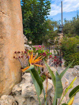 Bird of Paradise Flower in a Mediterranean Garden on the island of Crete (Grrece)