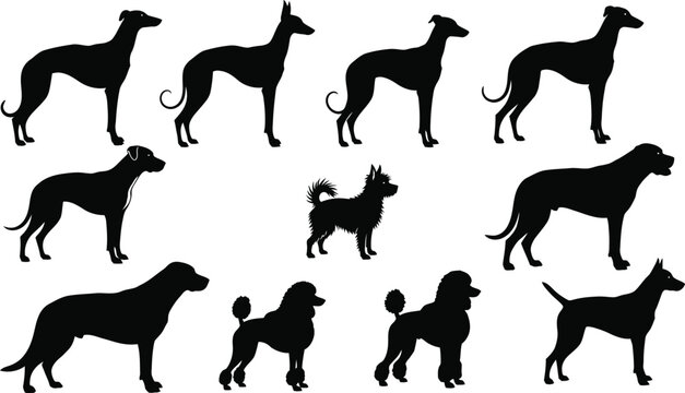 Black silhouettes of various dog breeds standing in different poses