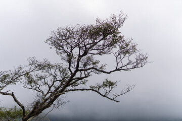 Obraz premium Low angle shot of a large tree with intricate branches extending into thick white fog and misty overcast sky. 