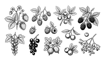 Botanical berry illustration vector set with hand drawn fruit sketches © MdRabbi