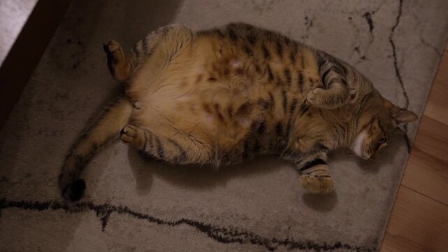 仰向けのキジトラ猫