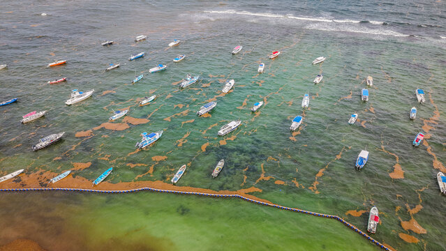 Aerial drone view of sargassum seaweed bloom on Playa del Carmen beach. Environmental problem showing brown sargazo algae accumulation on Mexican Caribbean coast.