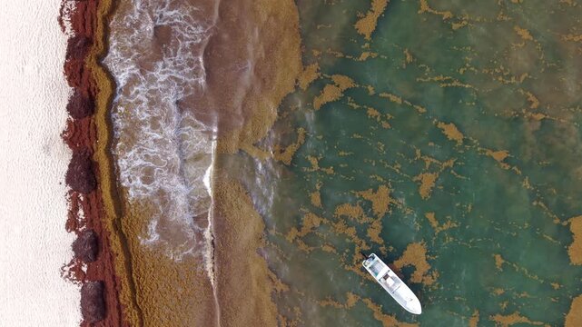 Aerial drone view of sargassum seaweed bloom on Playa del Carmen beach. Environmental problem showing brown sargazo algae accumulation on Mexican Caribbean coast.