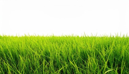 Fototapeta premium Vibrant green grass field under a clear sky, ideal for nature, landscape, or background use.