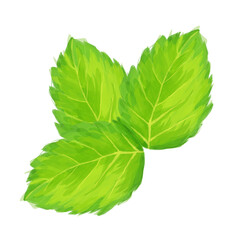 Digital Illustration Mint Leaves Clipart on White Background, Fresh Herb Botanical Element © mongkitten
