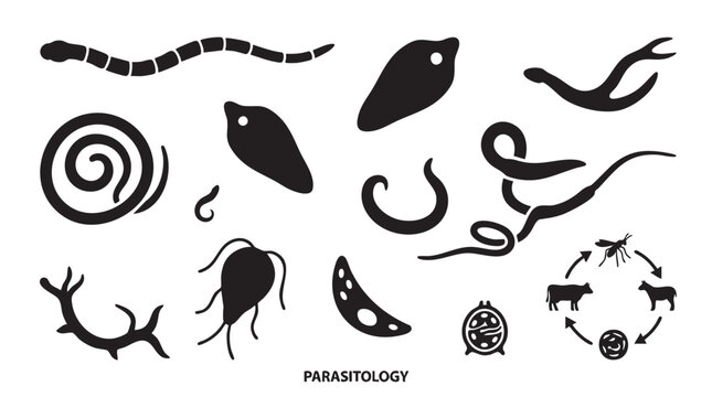 Parasitology vector set depicting various parasitic organisms and their life cycles in black silhouettes.