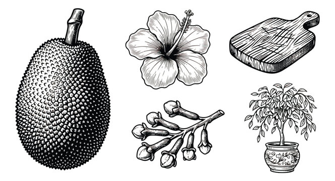 Vintage botanical engraving set, hand drawn jackfruit and hibiscus flower vector, wood cutting board and clove spice illustrations