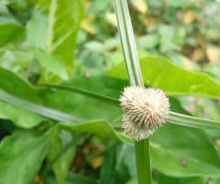 Close-up of Cyperus Rotundus Flower Head in Tropical Meadow