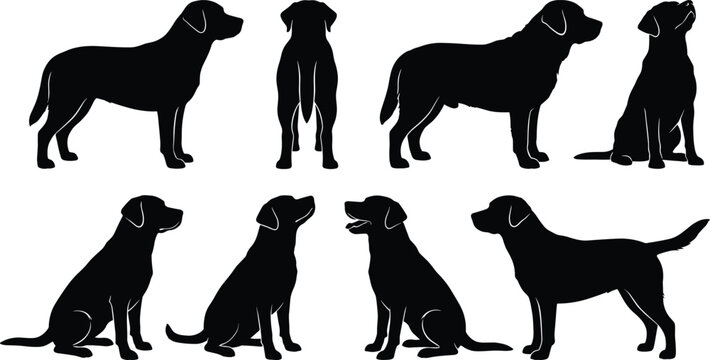 Labrador retriever dog silhouette vector set featuring different poses like standing sitting and looking up,