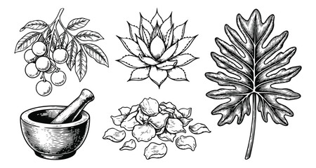 Vintage botanical sketches set, hand drawn medicinal herbs and tropical leaves, black and white engraved vector illustrations for apothecary and wellness © amna