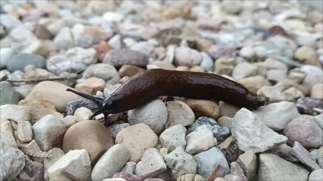 Ants attacking brown slug on gravel stones near pavement. Macro of predator prey interaction, garden ecosystem, pest control concept.