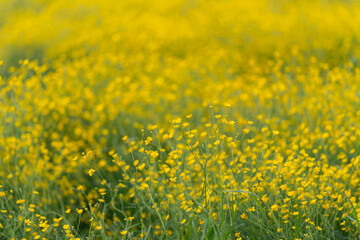 Fototapeta premium Sunlit field filled with yellow wildflowers in soft focus
