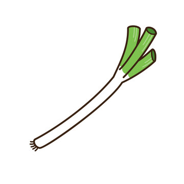 シンプルかわいい長ねぎのベクターイラスト／Simple and cute vector illustration of a leek