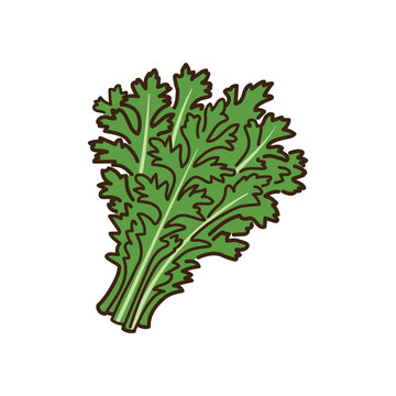 シンプルかわいい春菊のベクターイラスト／Simple and cute vector illustration of chrysanthemum greens