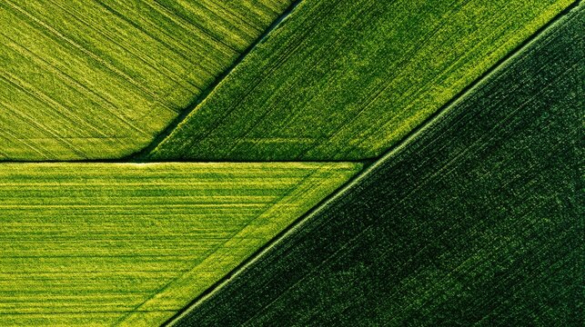 Geometric patterns of lush green agricultural fields viewed from above