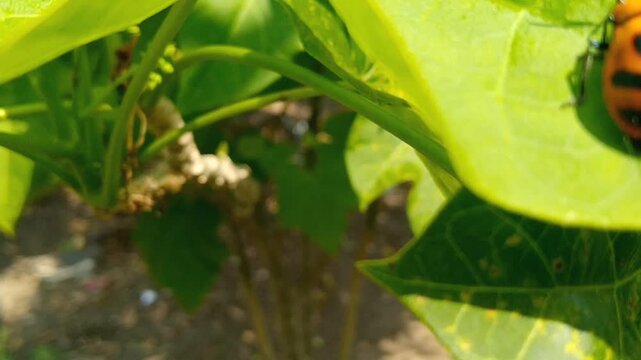 Green shield bug Palomena prasina crawling outdoor under the sunlight