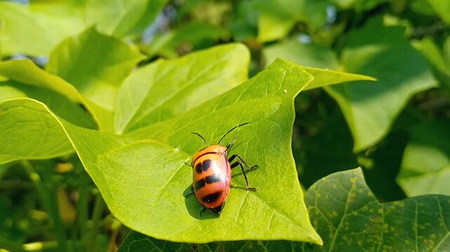 Palomena prasina shield bug resting on a fresh green leaf