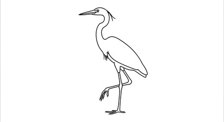 Elegant white crane bird standing on one leg. © tarsi