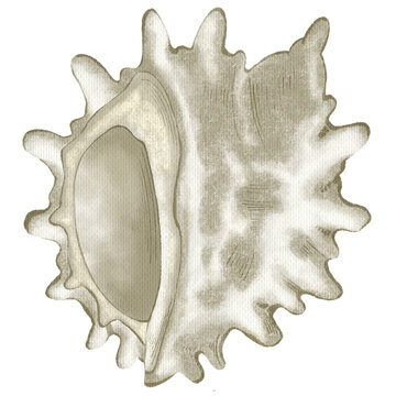 Hand drawn grey murex shell nursery element with paper texture