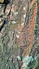 Fototapeta premium close-up photo of tree bark as background